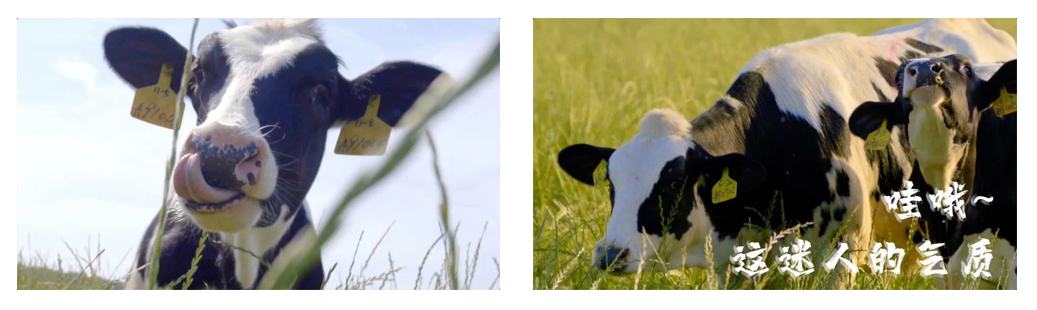 花花牛丨每天一杯奶，幸福健康喝出來！??！